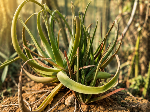 Aloe Vera im Überblick Aloe Vera im Überblick